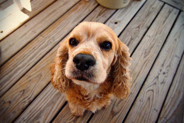 Temperamento do Cocker Spaniel Americano