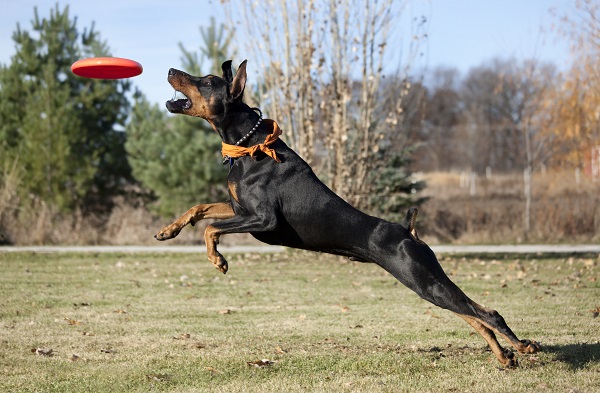 Quatro curiosidades sobre o Dobermann