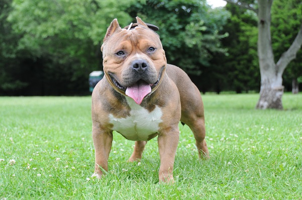 Problemas de saúde do american bully micro - MICRO BULLY