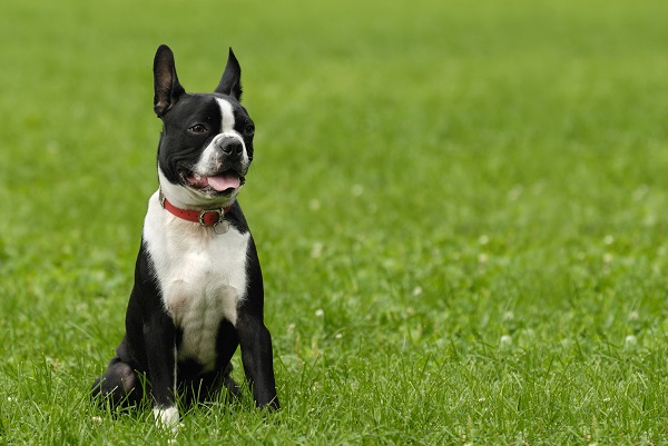 Principais doenças – Boston Terrier