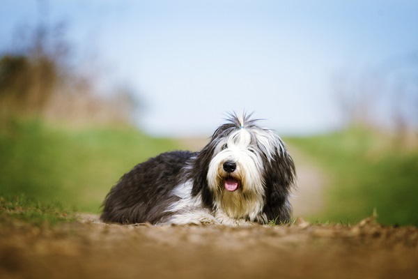 Principais doenças – Bearded Collie