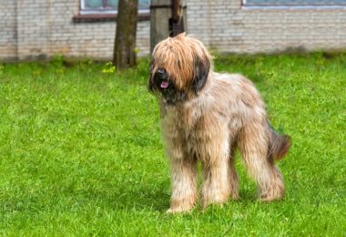 Temperamento do Cão d’Água Francês