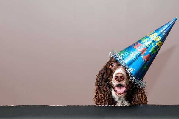 Festas de fim de ano: preparando seu cão para os fogos do Réveillon