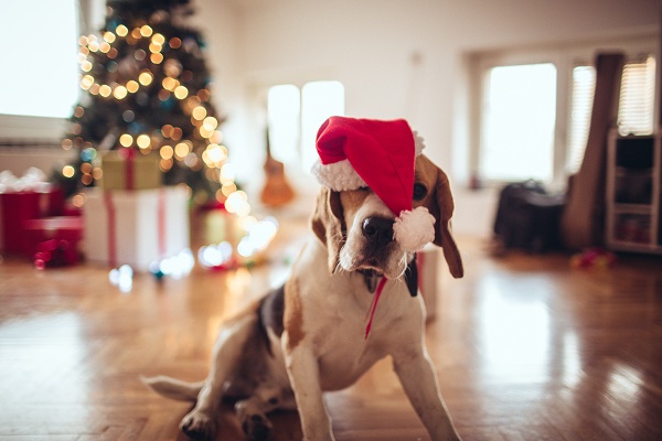 Natal: oito dicas para presentear seu filho de quatro patas