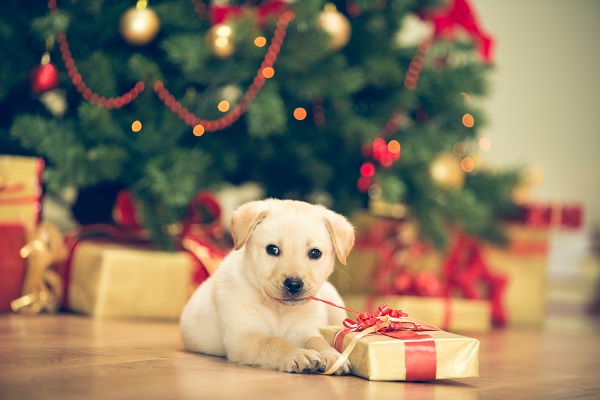 Quer dar um pet de presente de Natal? Repense essa ideia!