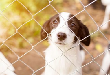 Senado Federal aprova projeto de lei que proíbe a eutanásia de cães e gatos
