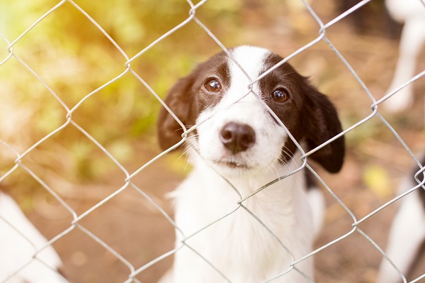 Senado Federal aprova projeto de lei que proíbe a eutanásia de cães e gatos
