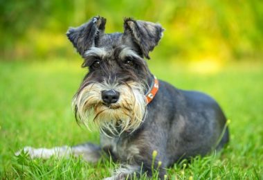 Schnauzer – Principais doenças