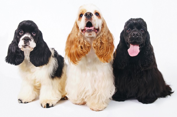 Cocker Spaniel Americano – Principais doenças