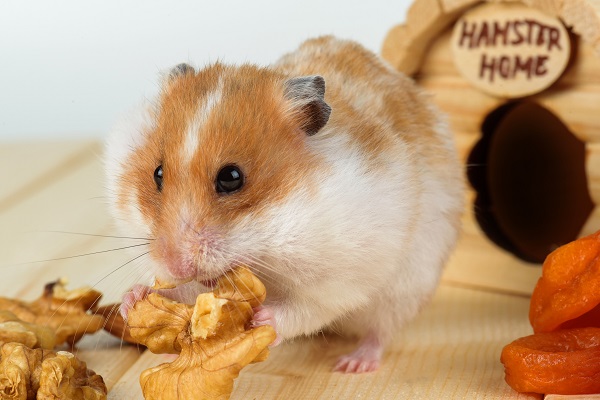 Hamsters Po