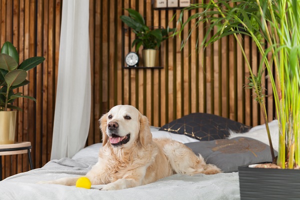 Cinco dicas para escolher um bom hotel para seu cachorro