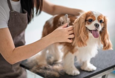 Curiosidades sobre o Cavalier King Charles Spaniel