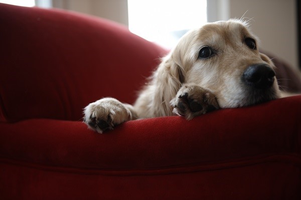 Pesquisa mostra que cães podem ser pessimistas; entenda