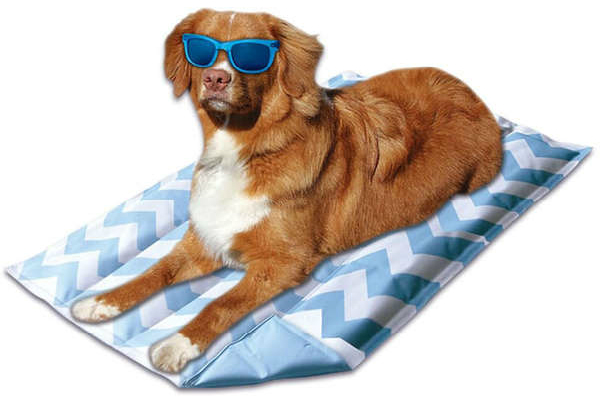 Os grandes lançamentos para pets do ano de 2019