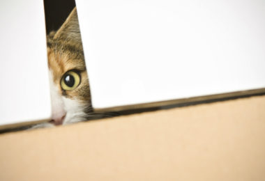 Mais um pra família! Como apresentar um novo gato a outro