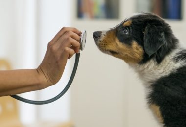 Os perigos da automedicação em cães e gatos