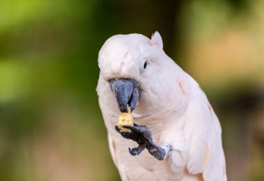 Cinco alimentos proibidos para aves