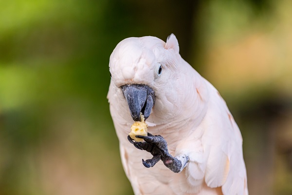 Você sabe se papagaio pode comer carambola? Descubra!