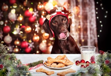 Receita de Natal para seu cachorro