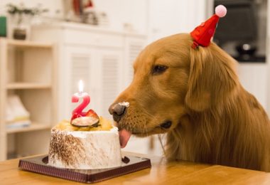 Receita de bolo de aniversário para cachorro