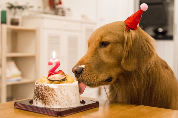 3 receitas de bolo de aniversário para cachorro