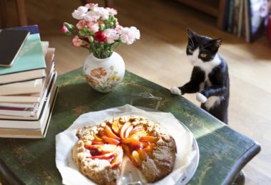 Receita de bolo de frutas para gatos