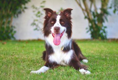 500 ideias de nomes para Border Collie