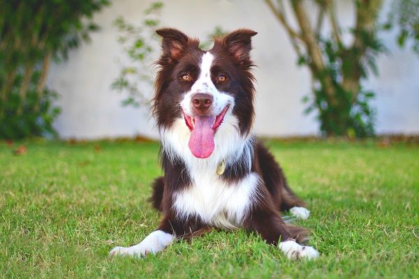 Filhotes na Cor Marrom da Raça Border Collie