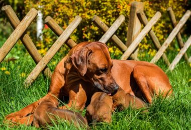 Quanto tempo dura a gestação de um cachorro?