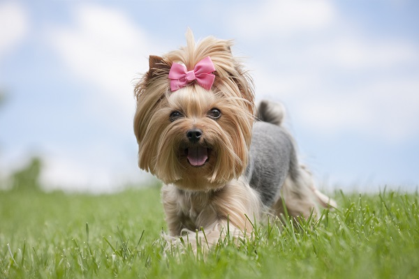 18 nomes para cachorro fêmea e significados - Blog VETEX