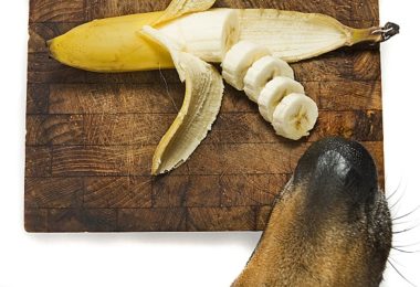 Receita de biscoito para cachorro de cenoura e banana