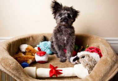 Brinquedo para cachorro: 17 opções para seu pet