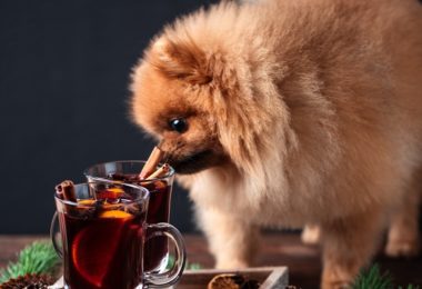Cachorro pode comer canela?