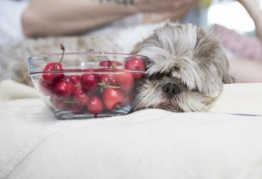 Cachorro pode comer cereja?