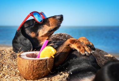 Benefícios do óleo de coco para cachorros