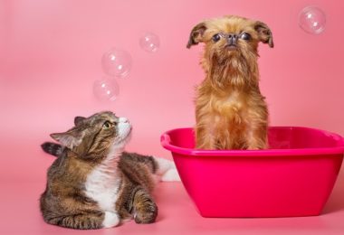 Cinco shampoos super cheirosos para cães e gatos