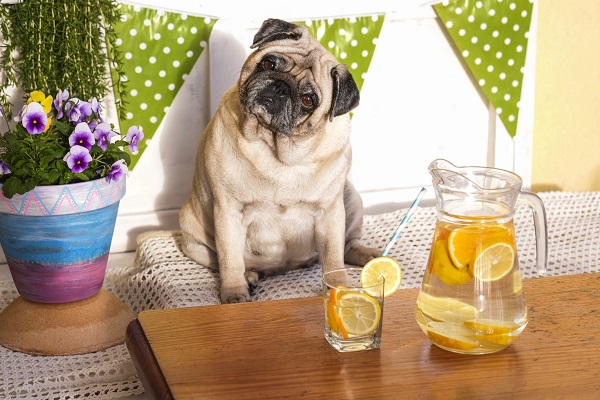 Cachorro pode comer limão?