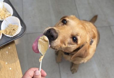 Cachorro pode comer manteiga de amendoim?