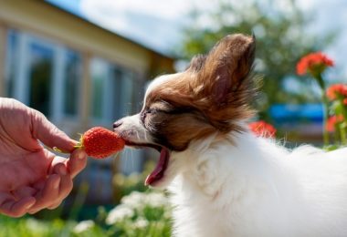 Cachorro pode comer morango?
