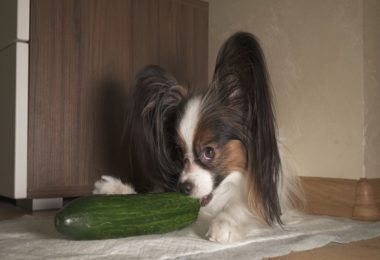 Cachorro pode comer pepino?
