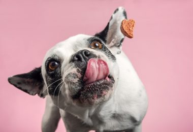 3 receitas de bolo de aniversário para cachorro