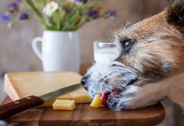 Receita de petisco sabor queijo para cachorro