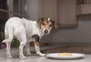 Cachorro pode comer queijo?