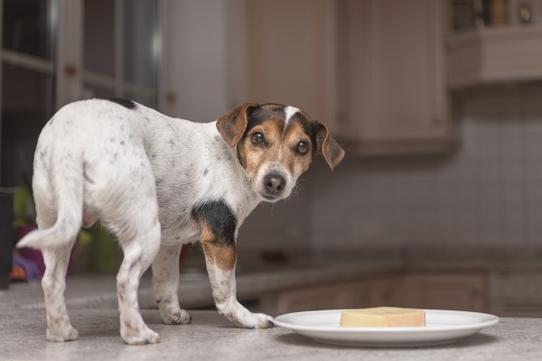 Cachorro pode comer fígado? Descubra aqui!