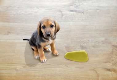 Tablado higiênico para cães