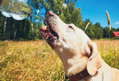 Como manter seu cachorro bem hidratado no verão