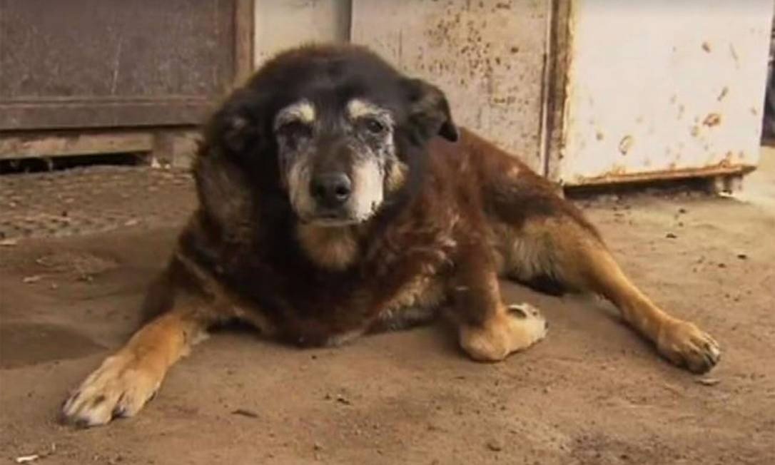 Cadela mais velha do mundo morreu aos 30 anos