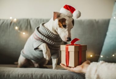 Presentes de Natal para cachorro