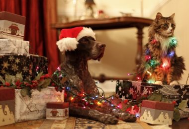 Produtos natalinos para pets