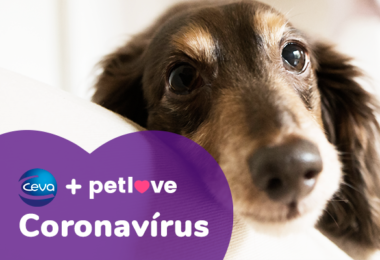 CEVA: Afinal, cães e gatos podem contrair o Covid-19?